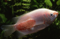 Лепидортоз (Aeromonas punctata)