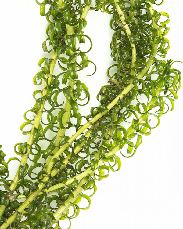 Элодея курчавая (Elodea crispa)