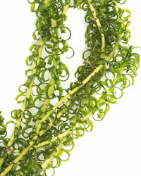 Элодея курчавая (Elodea crispa)