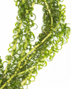 Элодея курчавая (Elodea crispa)