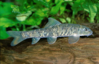 Гарра Руфа (Garra Rufa)