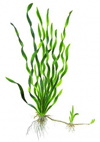 Валлиснерия спиральная (Vallisneria spiralis)