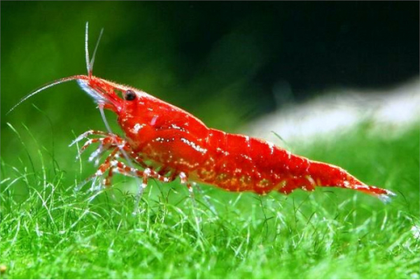 Креветки Вишни (cherry shrimp)