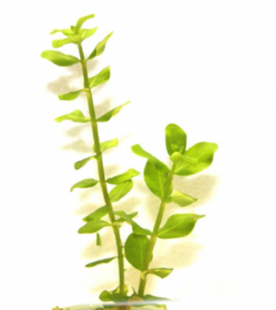 Бакопа каролинская (Васора caroliniana A.Gray)