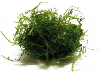 Яванский мох (Java Moss)