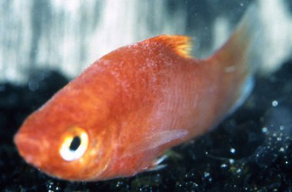 Хилодонеллез (Chilodonella)