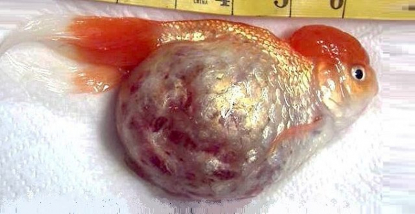 Киста половых желез (Cyst)