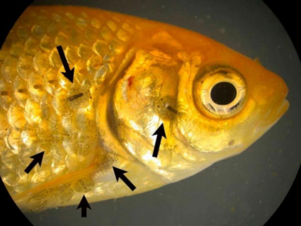 Аргулез (Argulus foliaceus)