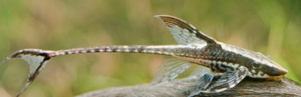 Стурисома панамская (Sturisoma panamense)