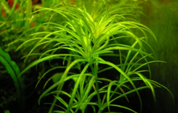 Наяс (Najas Guadalupensis)