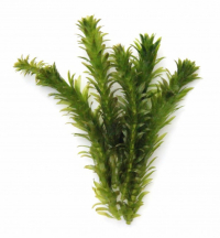 Элодея густолиственная (Elodea densa)