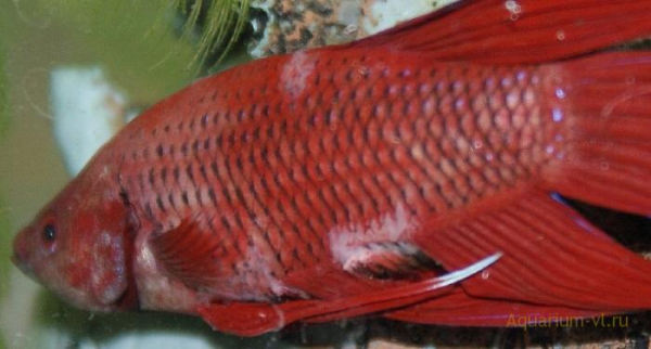 Белокожие (Pseudomonas dermoalba)