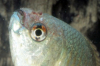 Колумнариоз (Flexibacter columnaris)