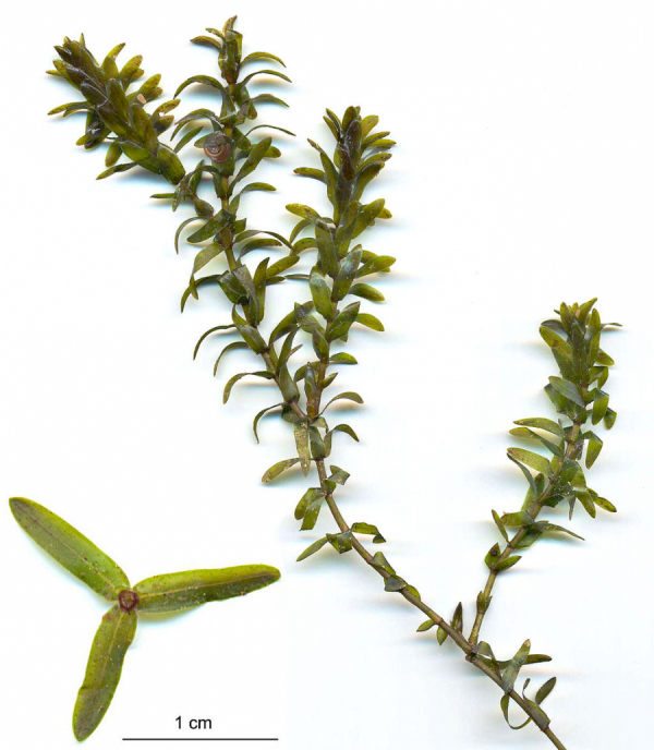 Элодея канадская (Elodea canadensis)