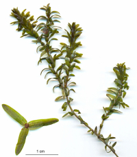 Элодея канадская (Elodea canadensis)