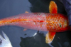 Гиродактилез (Gyrodactylus)
