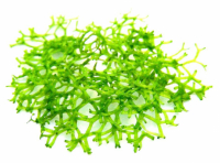 Риччия плавающая (Riccia fluitans Linne)