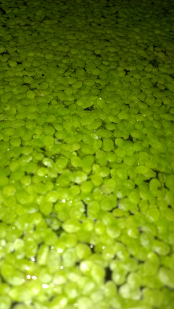 Ряска малая (Lemna minor)