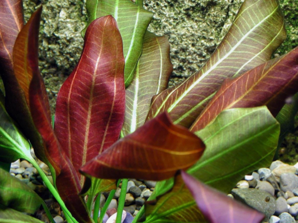 Эхинодорус Барта (Echinodorus barthii)