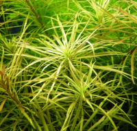 Погостемон Октопус (Pogostemon Octopus)