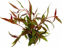Альтернантера Рейнека (Alternanthera reineckii)