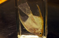 Лимфоцистоз